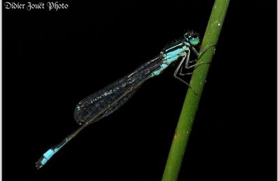 Agrion élégant (8) - Ischnura elegans