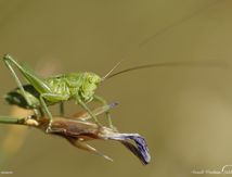 Grande Sauterelle verte immature