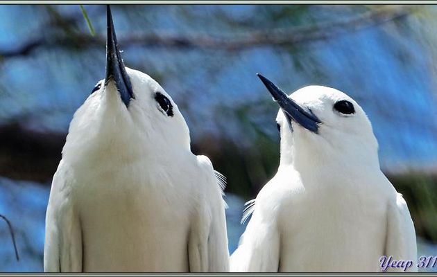 Les amoureux : Sternes Gygis blanches (sternes fées) - Bird Island - Seychelles