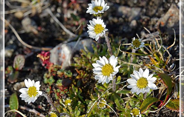 Marguerite à feuilles entières, Small arctic daisy, Entireleaf daisy (Hulteniella integrifolia) - Dundas Harbour - Devon Island - Nunavut - Canada