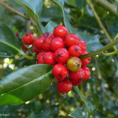 JOYEUX NOEL A TOUS !!!