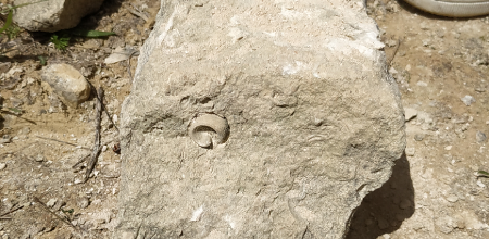 Plaisir VECU 412 : Fossiles et vraies recherches