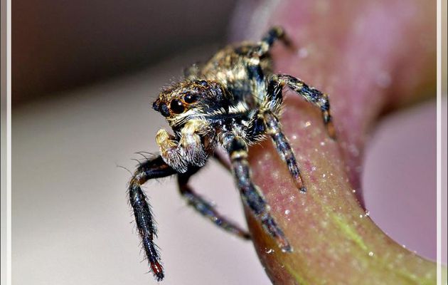 Araignée (sauteuse) Saltique laineux mâle (Pseudeuophrys lanigera) - Lartigau - Milhas - 31