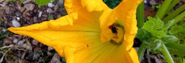   mes  courgettes 