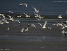 Envolée de Mouettes rieuses et de Sternes caugek