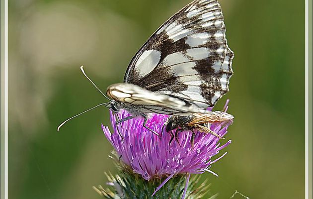 Le papillon-demi-deuil, l'abeille colletes, la coccinelle et le papillon hespérie - Ars-en-Ré - Ile de Ré - 17