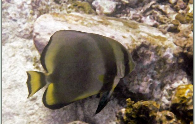 Même espèce mais tellement différents : Platax orbiculaire ou Poule d'eau (Platax orbicularis ) - Anse Takamaka - Mahé - Seychelles