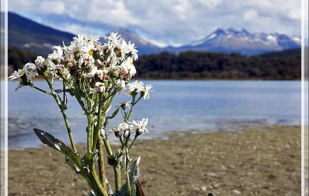 Séneçon blanc (Senecio trifurcatus) - Lac Acigami - Lapataia - Terre de Feu - Argentine