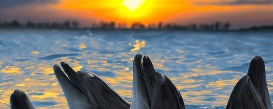 La prière des dauphins
