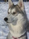 chienne45
