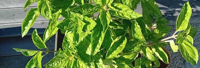  plantes aromatiques