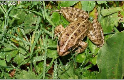 Grenouille Pelophylax (2)