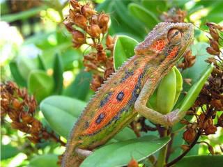 Caméléons drôles de bestioles (2)