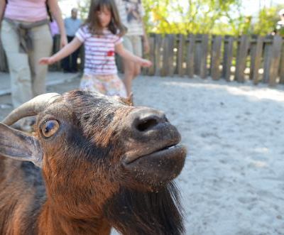 Ballade au zoo