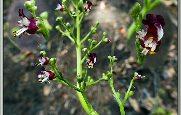 Scrofulaire des chiens (Scrophularia canina) - Vallon d'Esquierry - Oô - 31