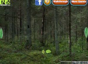 Secret forest escape