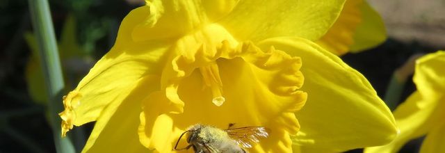 quelques bébètes ...