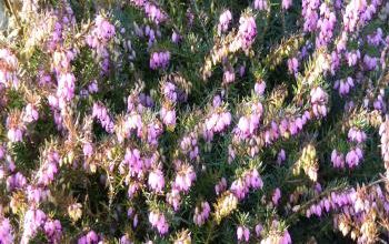 Réveil de la nature