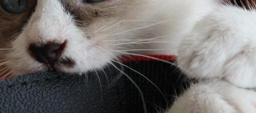 Photo du chaton de mon filleul