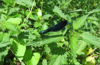 une demoiselle bleu
