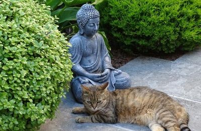 Dimanche c'est Quya et Chat Blanc