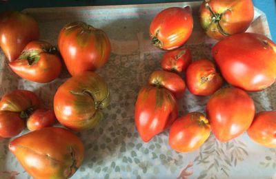 TOMATES FARCIES 2015 (MAISON)