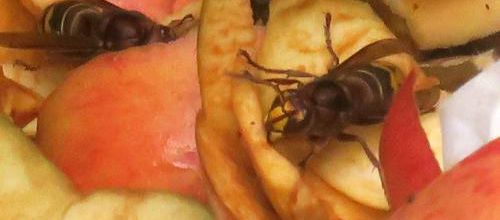 Fascinants insectes (1/3)
