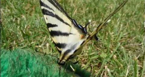 Un papillon heureux