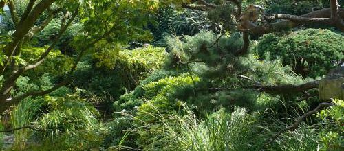 le jardin japonais