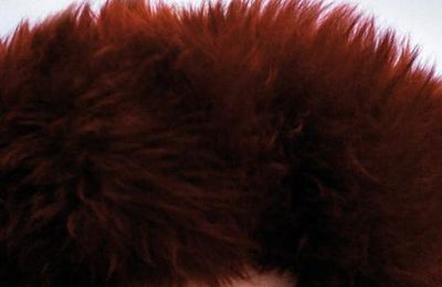 Boule chante L'ours Polaire - notre coup de coeur Chanson