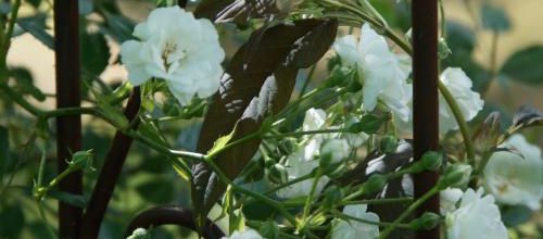 Un jour, une rose : 'Alba' de Meilland