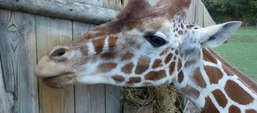 zoo