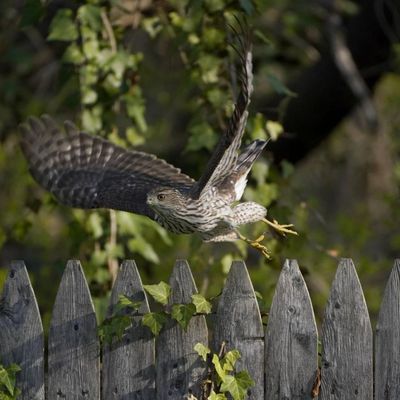 Nouvelles  animalières !