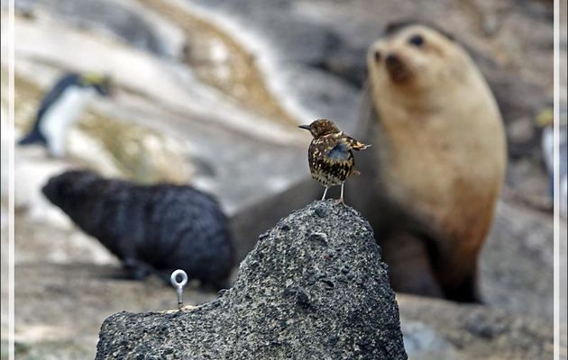 Grive de Tristan da Cunha, Tristan da Cunha Thrush (Turdus eremita) et ... le piton d'escalade - Nightingale Island - Tristan da Cunha
