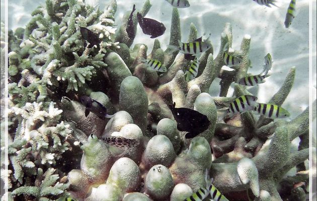  Snorkeling : Poisson bagnard, Sergent-major, Sergeant-major, Indo-pacific sergeant, Five-banded damselfish (Abudefduf vaigiensis) - Nosy Tsarabanjina - Archipel Mitsio - Madagascar