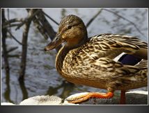 Canard colvert - Anas platyrhynchos