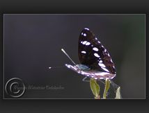 Sylvain azuré, (Limenitis reducta) - Nymphalidae