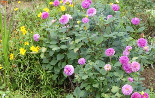 MON  JARDIN  EN  AUTOMNE