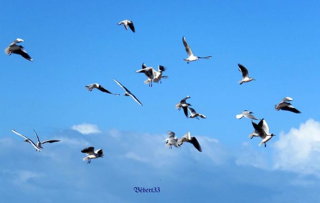 en bord de mer ... (33)