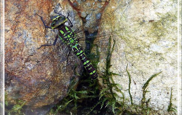 Libellule Æschne bleue femelle (Aeshna cyanea) en phase de ponte - Lartigau - Milhas - 31