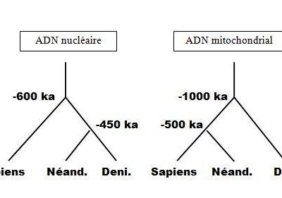 13 - Les Dénisoviens