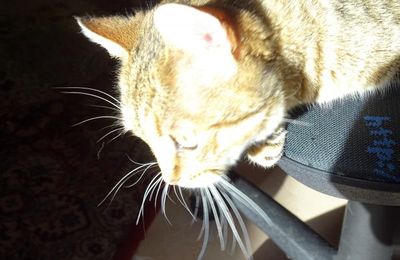 Dimanche c'est chat