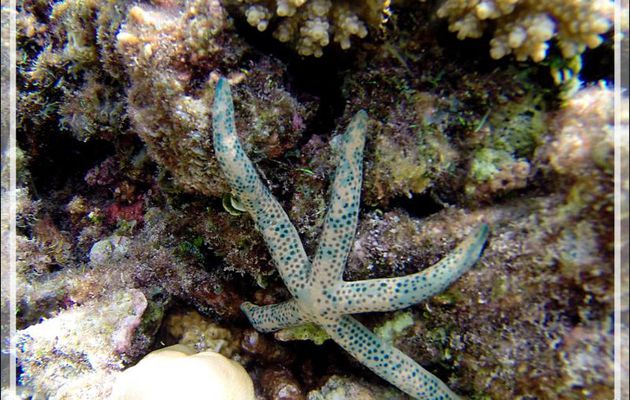 Comète de mer ou Astérie-comète, Comet starfish or Dalmatian linckia starfish (Linckia multifora) - Snorkeling à Athuruga - Atoll d'Ari - Maldives