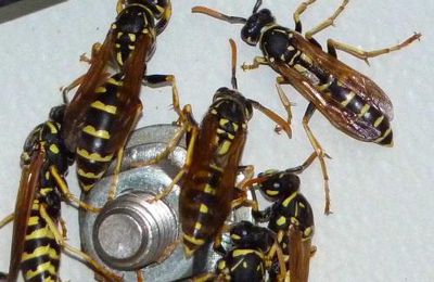 Rassemblement de Polistes