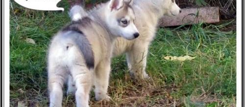 Portée Félya J+59 (11 novembre 2014)