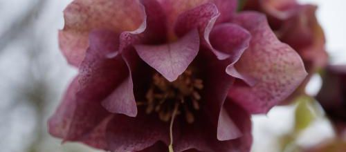 Helleborus orientalis double rose