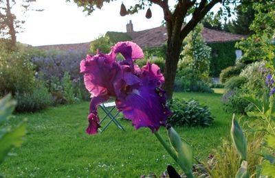 Iris 'Spellbreaker'