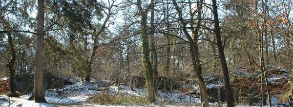 Neige à Fontainebleau
