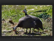 Pintades de Numidie - Numida meleagris