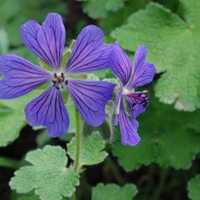 Geranium 'Philppe Vapelle'